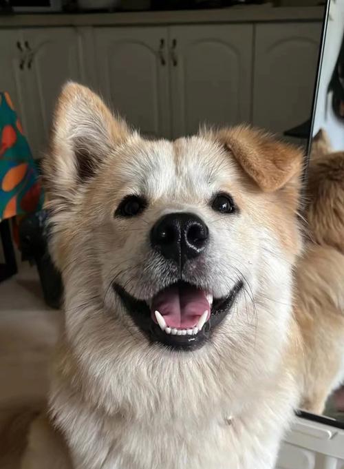 狗为什么有特殊气味？狗狗体味来源及处理方法详解