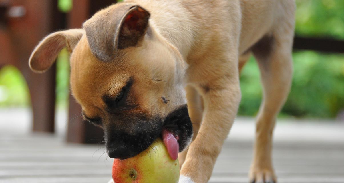 小狗崽饮食指南:营养需求与健康喂养要点 小狗崽饮食指南:营养需求与健康喂养要点