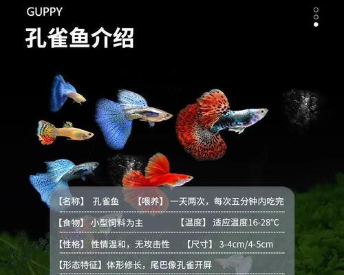科学养殖孔雀鱼的完整指南：从选鱼到日常管理的实用技巧