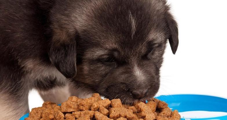 小狗崽饮食指南:营养需求与健康喂养要点 小狗崽饮食指南:营养需求与健康喂养要点