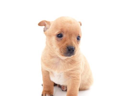 狗怀孕一个月有什么症状？母犬孕期15大变化全解析