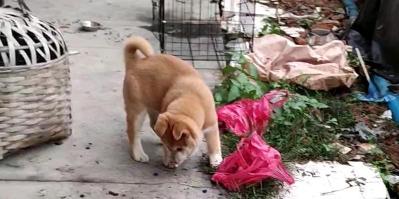 中华田园梗为什么火?解析网络现象背后的情感共鸣与文化内涵 中华田园梗为什么火?解析网络现象背后的情感共鸣与文化内涵