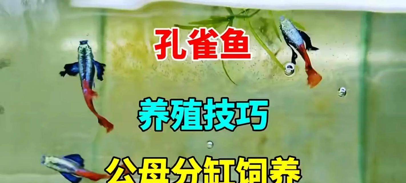 科学养殖孔雀鱼的完整指南：从选鱼到日常管理的实用技巧