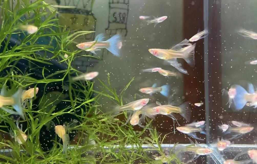 科学养殖孔雀鱼的完整指南：从选鱼到日常管理的实用技巧