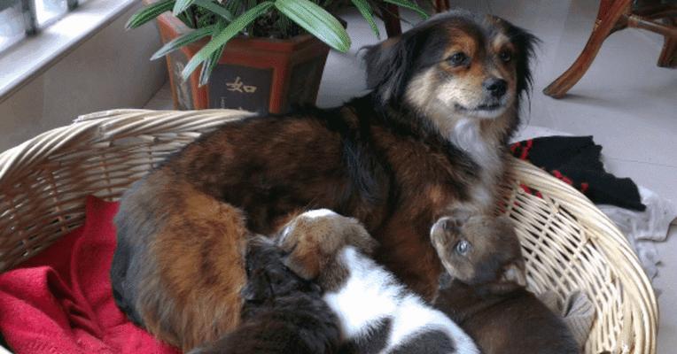 小狗崽饮食指南:营养需求与健康喂养要点 小狗崽饮食指南:营养需求与健康喂养要点