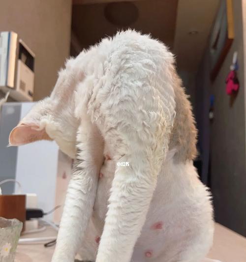 狗怀孕一个月有什么症状？母犬孕期15大变化全解析