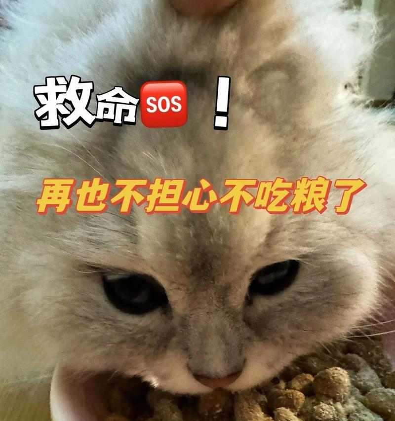 猫咪吃猫粮拉稀怎么办|实用指南解决消化问题 猫咪吃猫粮拉稀怎么办|实用指南解决消化问题
