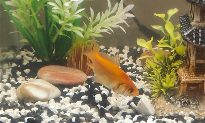 金鱼饮食环境喜好与适应能力|观赏鱼养护实用指南 金鱼饮食环境喜好与适应能力|观赏鱼养护实用指南