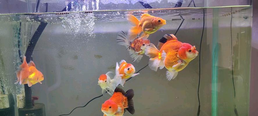 金鱼饮食环境喜好与适应能力|观赏鱼养护实用指南 金鱼饮食环境喜好与适应能力|观赏鱼养护实用指南