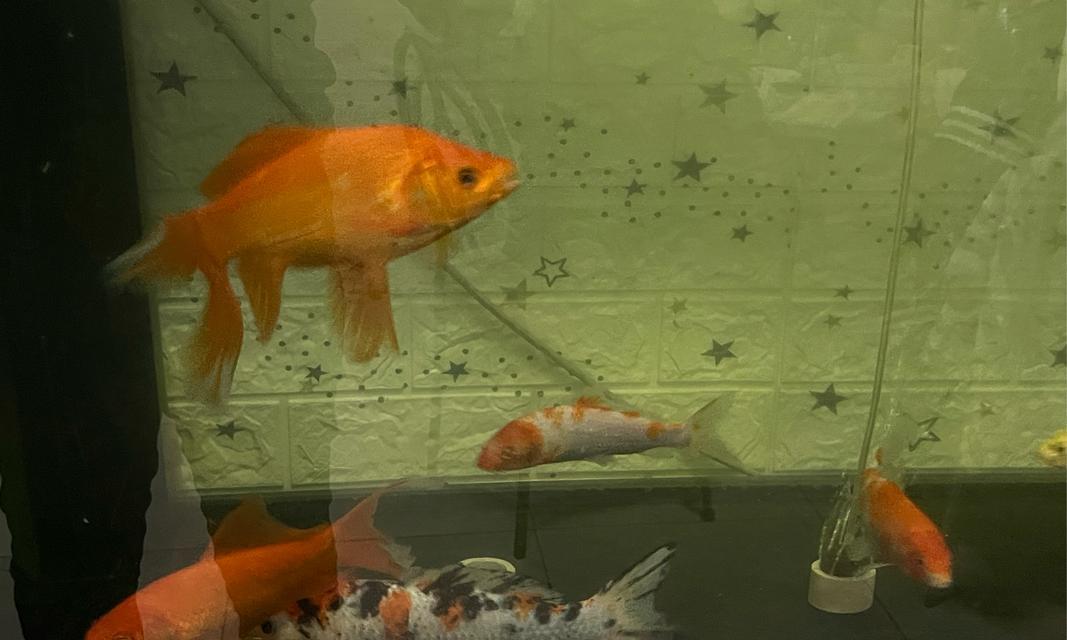 金鱼饮食环境喜好与适应能力|观赏鱼养护实用指南 金鱼饮食环境喜好与适应能力|观赏鱼养护实用指南