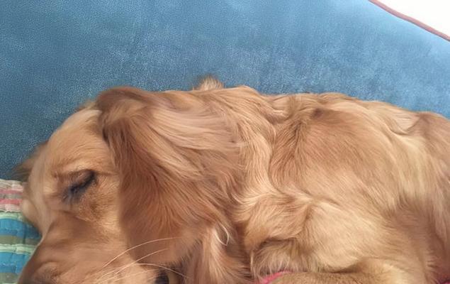 狗狗保持健康体重的实用指南｜科学控肥全攻略