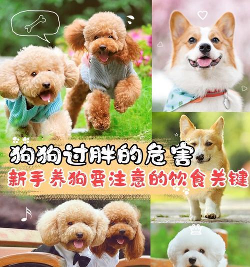 狗狗保持健康体重的实用指南｜科学控肥全攻略