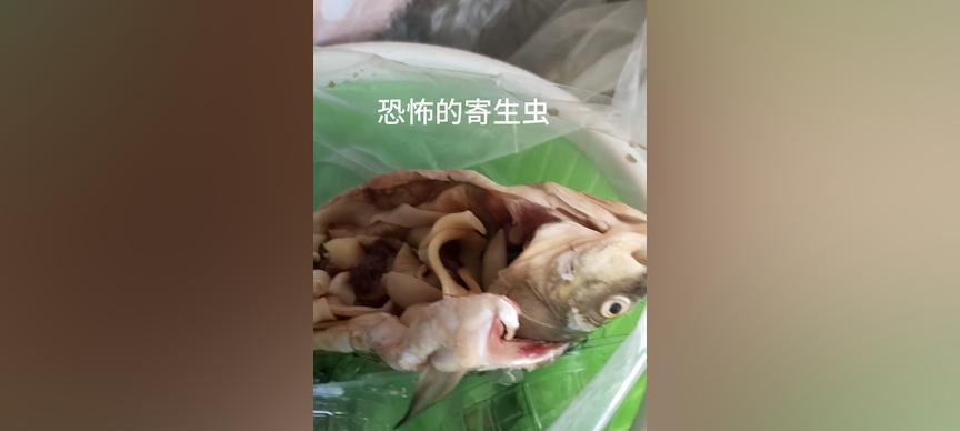 肚子长虫常见症状全攻略|识别与预防指南 肚子长虫常见症状全攻略|识别与预防指南