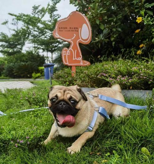 选择适合家庭的小型犬｜实用指南