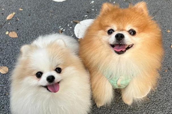 选择适合家庭的小型犬｜实用指南