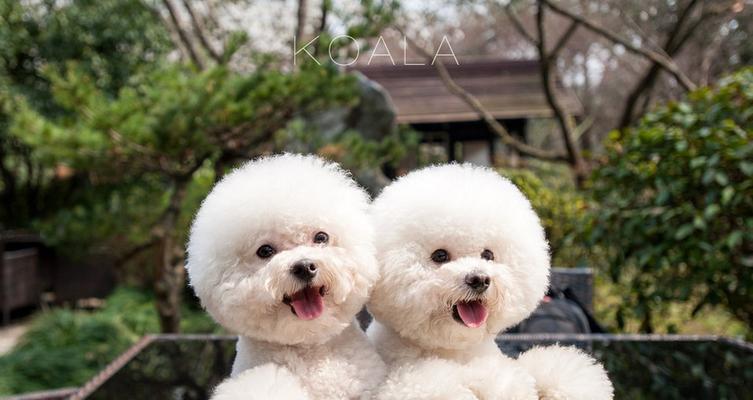 选择适合家庭的小型犬｜实用指南