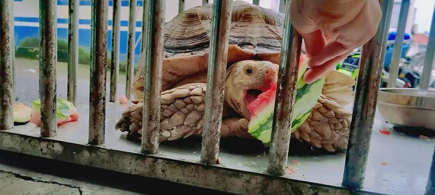 苏卡达美食盛宴|探索印尼爪哇独特风味全攻略 苏卡达美食盛宴|探索印尼爪哇独特风味全攻略