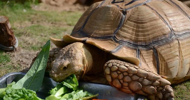 苏卡达美食盛宴|探索印尼爪哇独特风味全攻略 苏卡达美食盛宴|探索印尼爪哇独特风味全攻略
