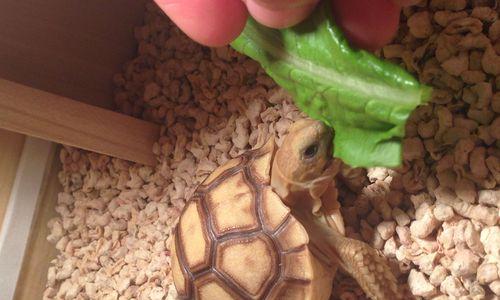 苏卡达美食盛宴|探索印尼爪哇独特风味全攻略 苏卡达美食盛宴|探索印尼爪哇独特风味全攻略