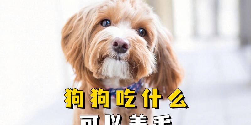 狗的快速生长之谜|幼犬成长营养全攻略 狗的快速生长之谜|幼犬成长营养全攻略