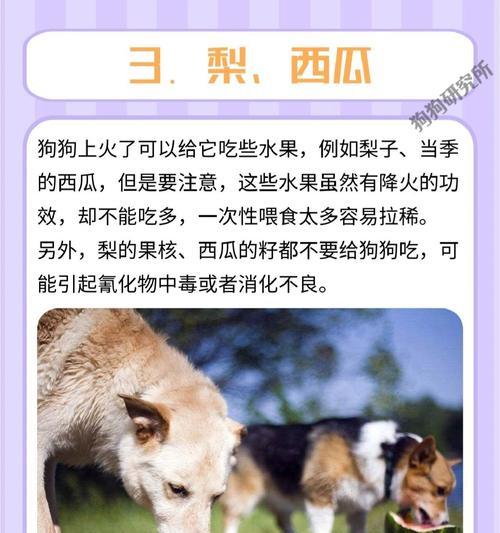 狗的快速生长之谜|幼犬成长营养全攻略 狗的快速生长之谜|幼犬成长营养全攻略