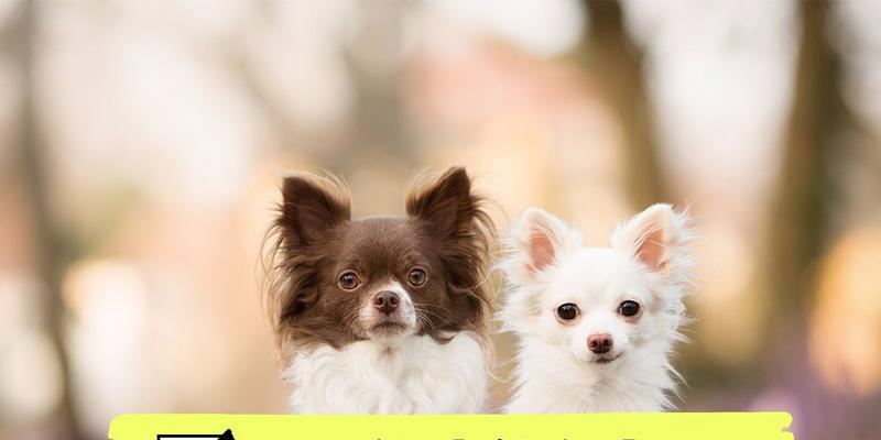 狗的快速生长之谜|幼犬成长营养全攻略 狗的快速生长之谜|幼犬成长营养全攻略