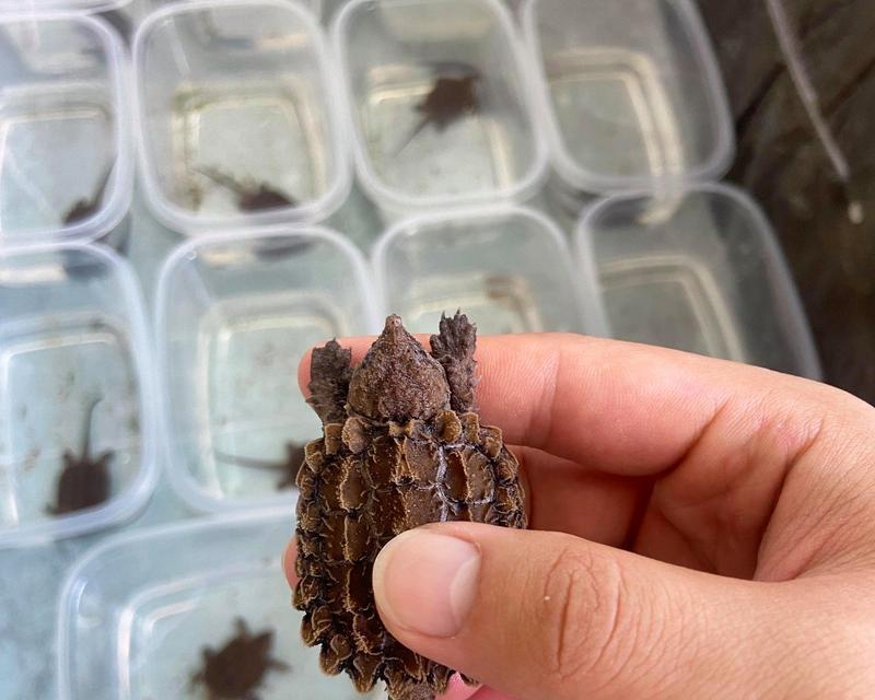 大鳄龟冬眠的多重益处:节能护体提升繁殖成功率 大鳄龟冬眠的多重益处:节能护体提升繁殖成功率