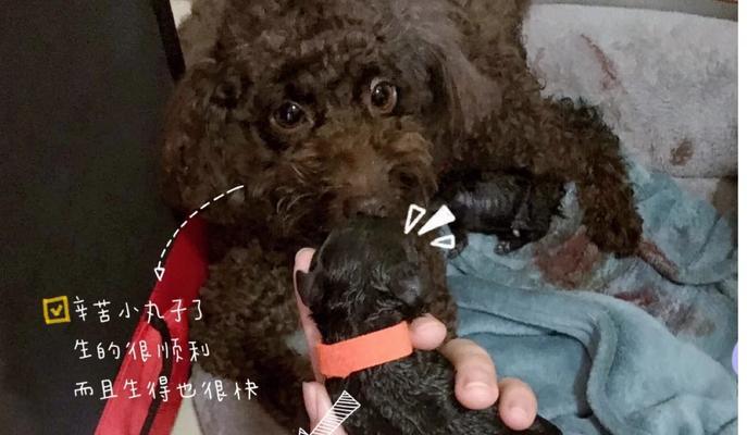 狗狗生产前必备物品清单，母犬分娩准备工作全指南
