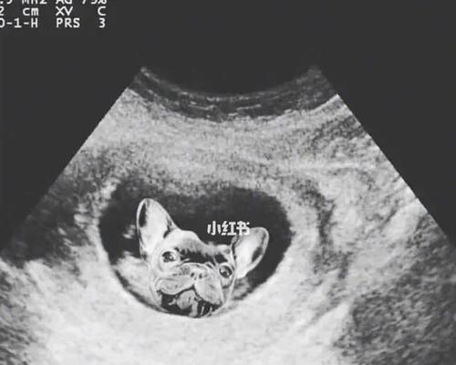 狗狗生产前必备物品清单，母犬分娩准备工作全指南