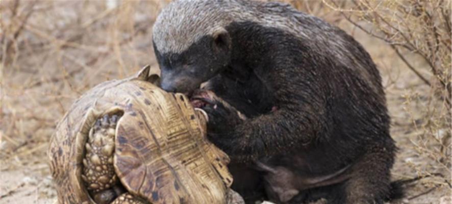 大鳄龟冬眠的多重益处:节能护体提升繁殖成功率 大鳄龟冬眠的多重益处:节能护体提升繁殖成功率