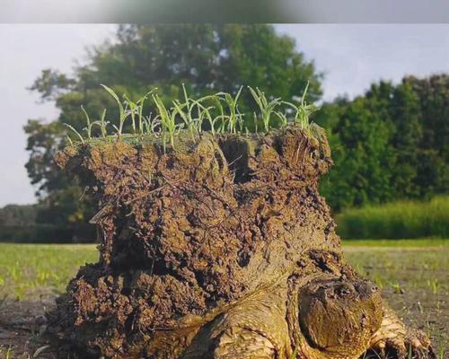 大鳄龟冬眠的多重益处:节能护体提升繁殖成功率 大鳄龟冬眠的多重益处:节能护体提升繁殖成功率