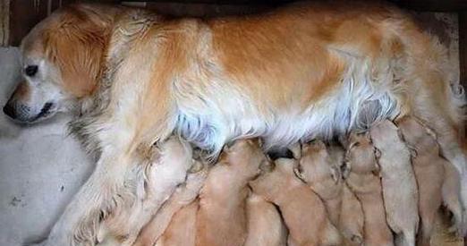 狗狗断奶后吃什么食物好 幼犬科学喂养指南 狗狗断奶后吃什么食物好 幼犬科学喂养指南