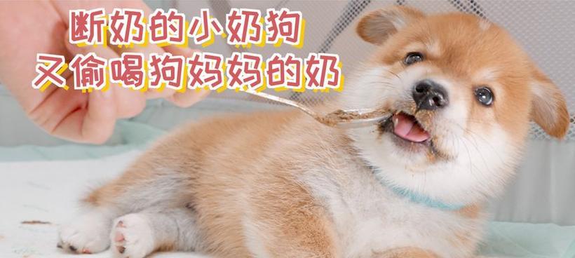 狗狗断奶后吃什么食物好 幼犬科学喂养指南 狗狗断奶后吃什么食物好 幼犬科学喂养指南