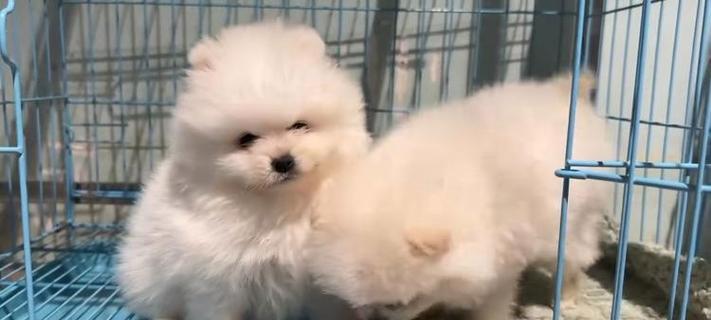 广州狗场文化探秘：历史渊源与现代发展的完美融合