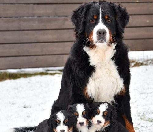 狗狗断奶后吃什么食物好 幼犬科学喂养指南 狗狗断奶后吃什么食物好 幼犬科学喂养指南