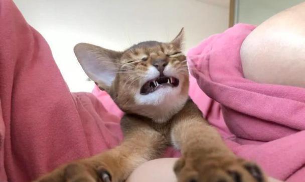 猫为什么喜欢玩人类的脚 解析猫咪脚部玩耍行为背后的原因 猫为什么喜欢玩人类的脚 解析猫咪脚部玩耍行为背后的原因