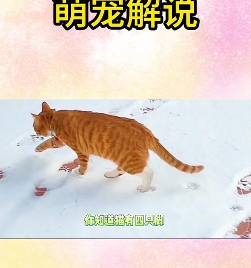 猫为什么喜欢玩人类的脚 解析猫咪脚部玩耍行为背后的原因 猫为什么喜欢玩人类的脚 解析猫咪脚部玩耍行为背后的原因