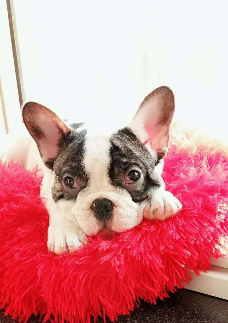 法斗黑白花配种选择与养护全攻略，打造迷人宠物伴侣