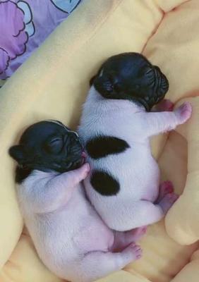 法斗黑白花配种选择与养护全攻略，打造迷人宠物伴侣