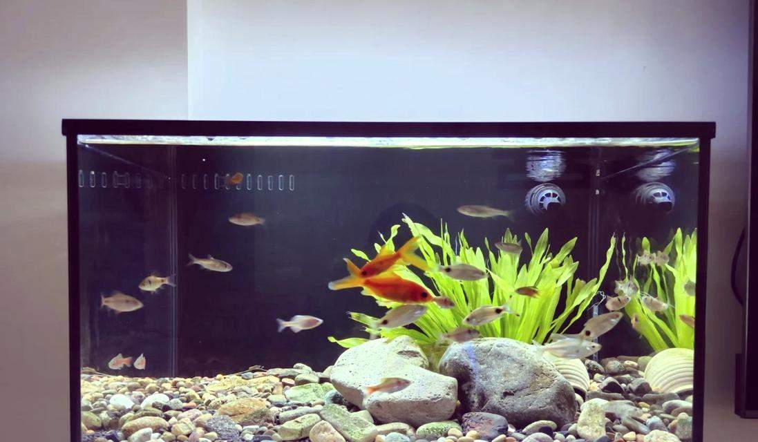 1.5米鱼缸养鱼指南:适合小型鱼缸的观赏鱼选择与养殖技巧 1.5米鱼缸养鱼指南:适合小型鱼缸的观赏鱼选择与养殖技巧