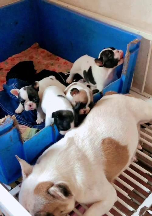 法斗黑白花配种选择与养护全攻略，打造迷人宠物伴侣