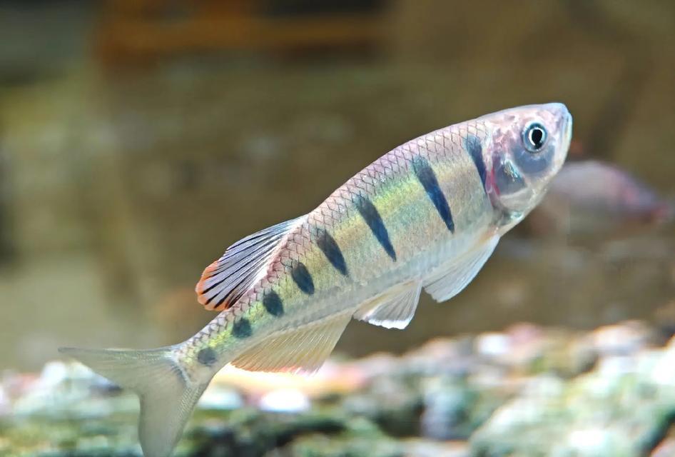 1.5米鱼缸养鱼指南:适合小型鱼缸的观赏鱼选择与养殖技巧 1.5米鱼缸养鱼指南:适合小型鱼缸的观赏鱼选择与养殖技巧