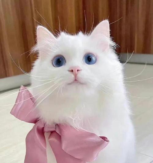 忧郁大胖猫品种特征与养护指南 忧郁大胖猫品种特征与养护指南