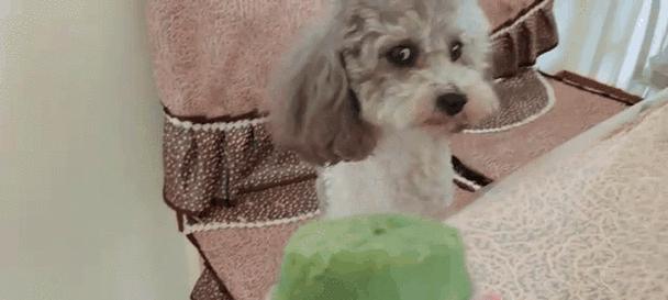 泰迪犬什么都吃怎么办？14招解决泰迪嘴馋乱吃问题