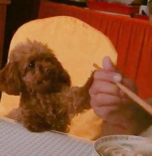 泰迪犬什么都吃怎么办？14招解决泰迪嘴馋乱吃问题