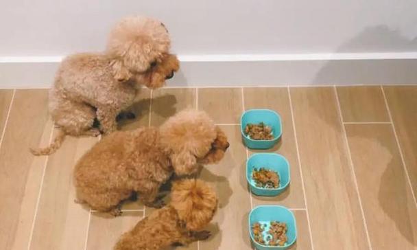 泰迪犬什么都吃怎么办？14招解决泰迪嘴馋乱吃问题