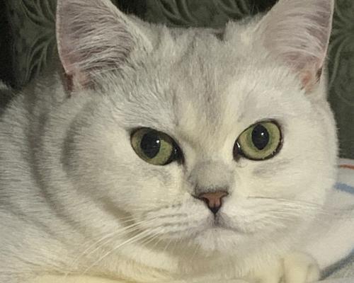 忧郁大胖猫品种特征与养护指南 忧郁大胖猫品种特征与养护指南