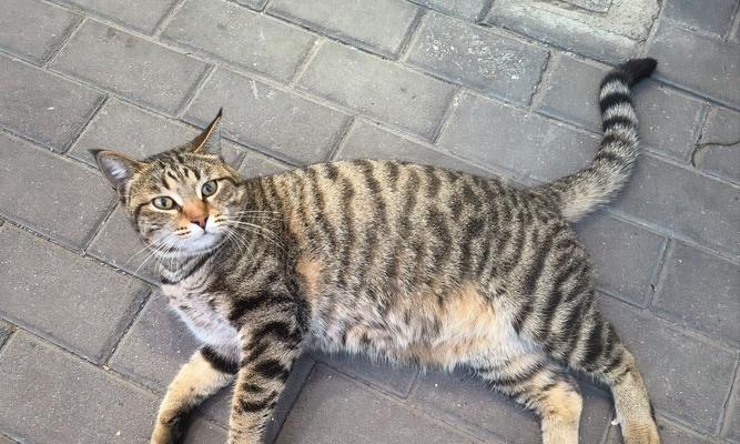 忧郁大胖猫品种特征与养护指南 忧郁大胖猫品种特征与养护指南