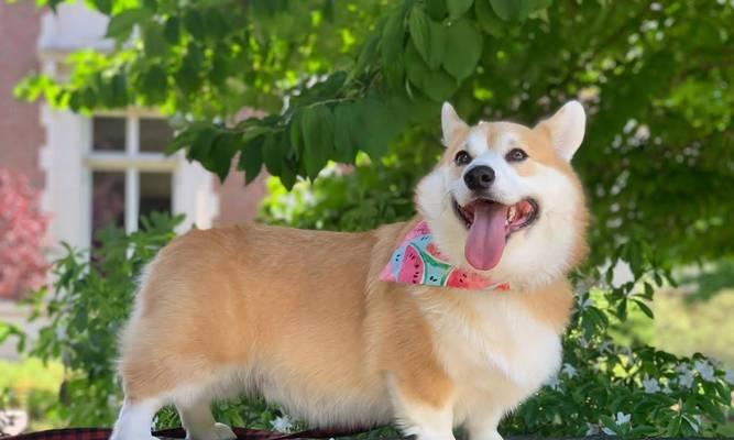 狗狗如何散热降温?15种有效散热方法全解析 狗狗如何散热降温?15种有效散热方法全解析