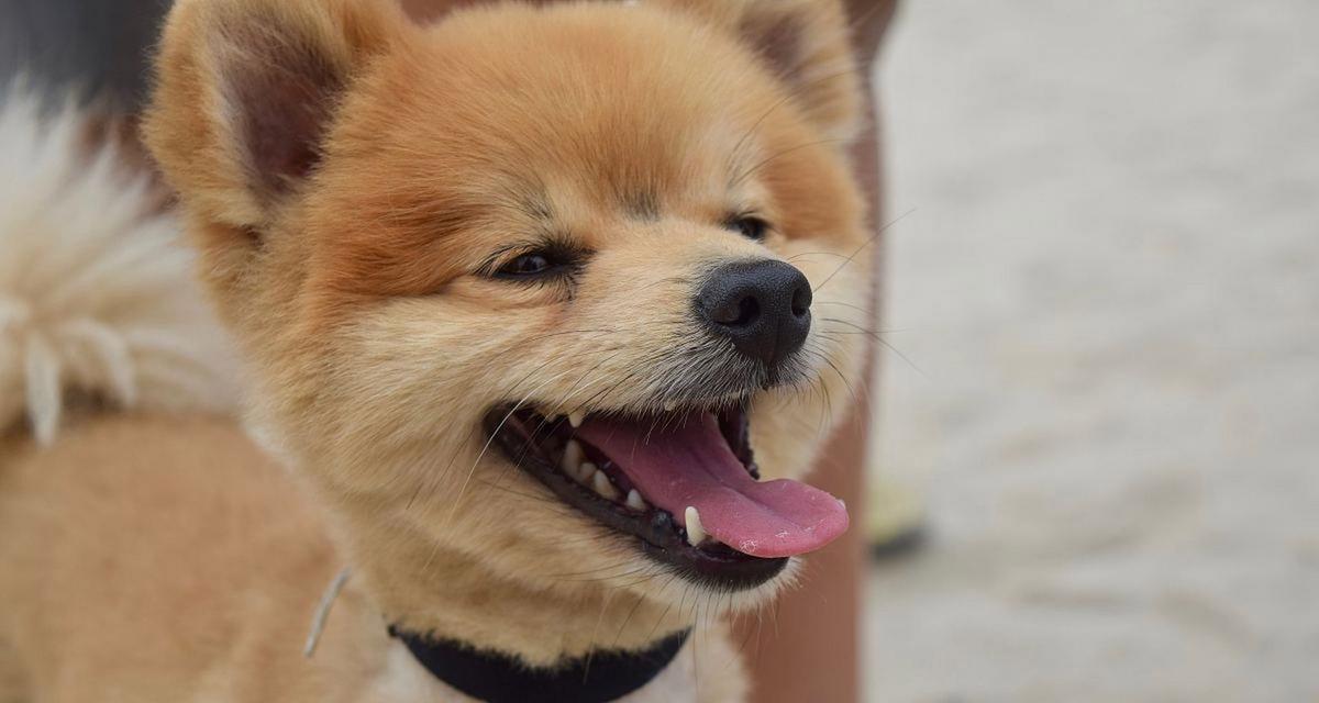 狗狗如何散热降温?15种有效散热方法全解析 狗狗如何散热降温?15种有效散热方法全解析